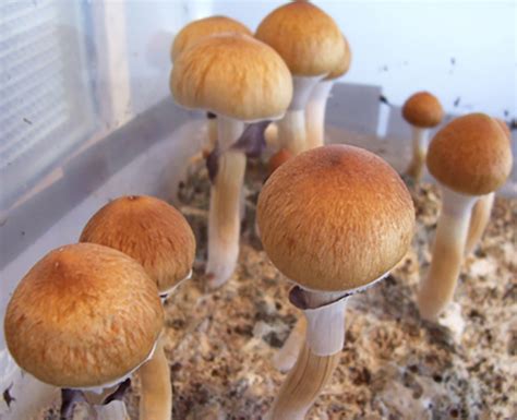 The Most Popular Psilocybin Mushroom Spores Species Shaman Mushroom