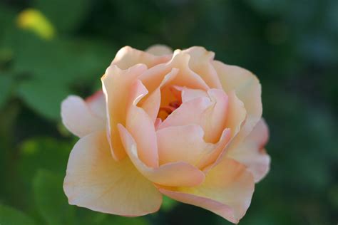 Peach Rosethe Pale Peach Rose Represents Modesty Flowers And