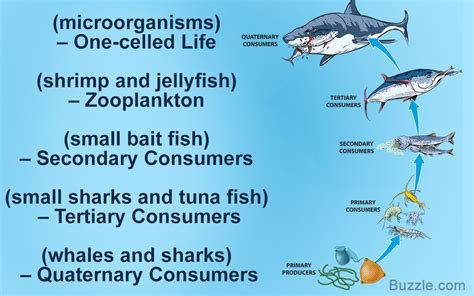 Ecological niches are affected by interspecies competition. Learn All About the Intriguing Ocean Food Chain and Be Amazed