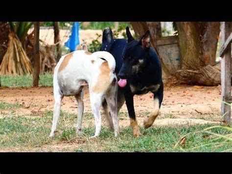 Several methods to measure bite forces in dogs and cats have been described. Anatolian Shepherd Dog video | FunnyDog.TV