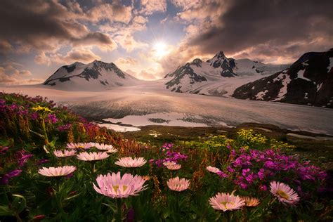 Blooming Flowers Below Mountains Alaska Photo One Big Photo