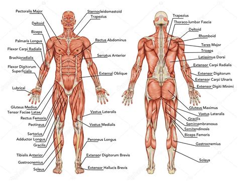 Blank muscle diagram 1024659 diagram blank muscle diagram 1024659 chart human anatomy diagrams and charts explained. Anatomía del sistema muscular masculino - vista posterior ...