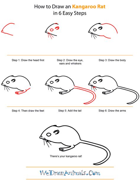 Https://tommynaija.com/draw/how To Draw A Kangaroo Rat