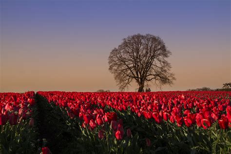 free images flower sky red field spring natural landscape flowering plant tulip tree