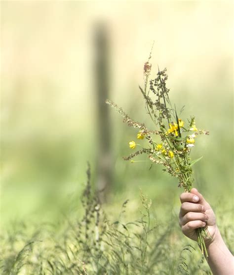 Flowerhand Free Stock Photos Rgbstock Free Stock Images