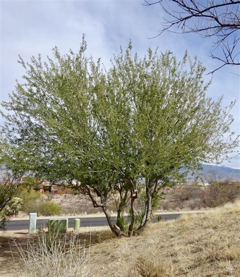 Desert Ironwood What S Blooming