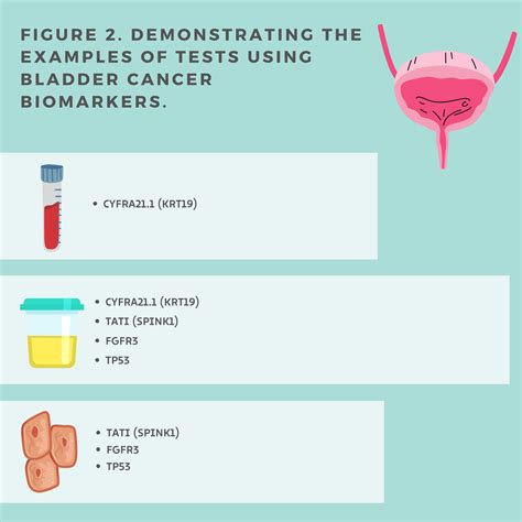 Bladder Cancer Biomarkers Encyclopedia Mdpi