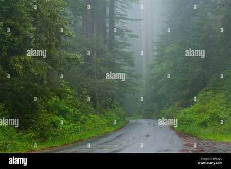 Road Through Redwood Trees And Forest In The Fog And Rain Redwood
