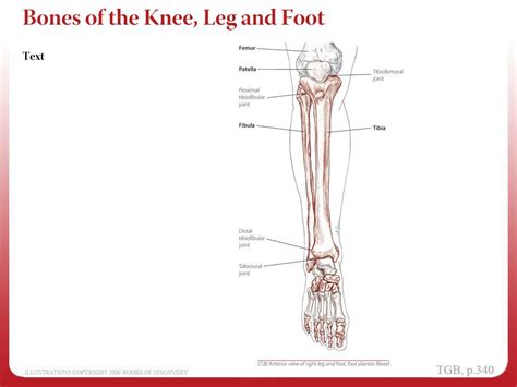 Ppt Chapter 7 Leg And Foot Powerpoint Presentation Free Download Id