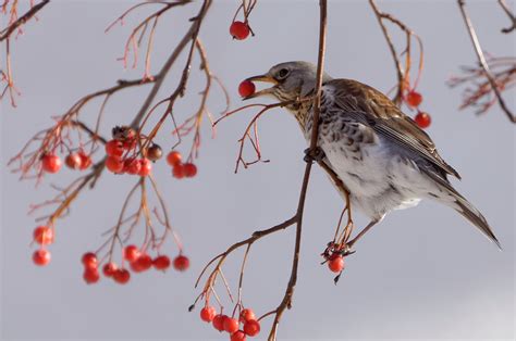 The Big Farmland Bird Count Review - Castle Gunmakers