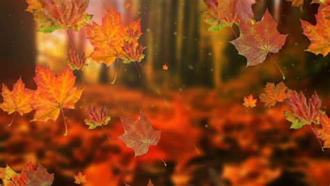 Autumn Leaves Falling Slow Motion Sun Stock Footage Video 100 Royalty