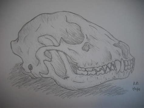 Opossum Skull By Thegreendragongirl On Deviantart