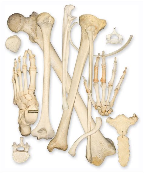 Although you are born with about 350 bones, many fuse together so by adulthood. Human bones found in the province | Mpumalanga News