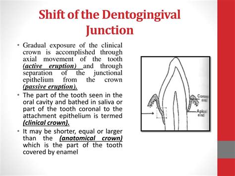 Ppt Periodontium Powerpoint Presentation Free Download Id2067263