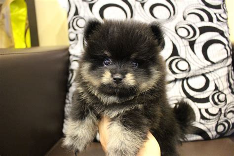 Pomeranian Puppy Sold 2 Months Tiny Black Tan Pomeranian Mka From