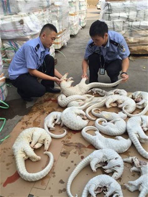 Their meat is considered a delicacy and. Thanks to TCM, large numbers of pangolins are smuggled to ...