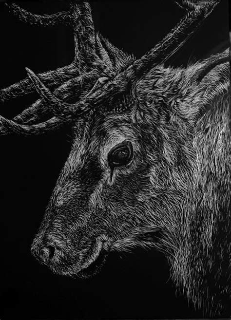 The Sly Elk By Nathan Cole Elk Drawing Scratchboard Etching