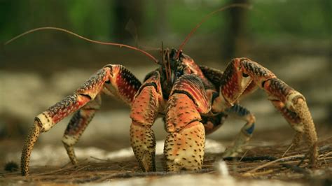 Comment Tuer Le Crabe Geant Dans The Island - Le crabe de cocotier, ce crustacé géant capable de grimper aux arbres
