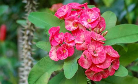 13 Jenis Tanaman Hias Bunga Cantik Untuk Indoor Dan Outdoor