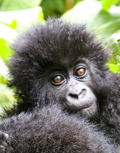 Baby Mountain Gorilla So Cute Mountain Gorilla Gorilla Baby Gorillas