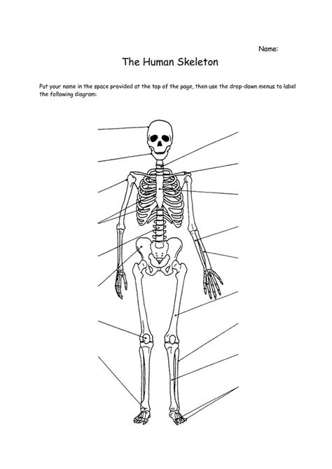 The femur connects to the knee at one end and fits into th the largest and longest bone in the human body is the femur, and it is located in th. Human Skeleton Worksheet | Skeletal system worksheet ...