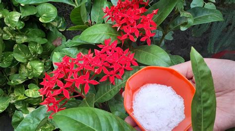 Check spelling or type a new query. Best organic fertilizer for Ixora plant - Flower booster ...