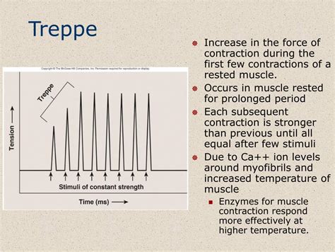 PPT - Muscular System: Histology and Physiology PowerPoint Presentation