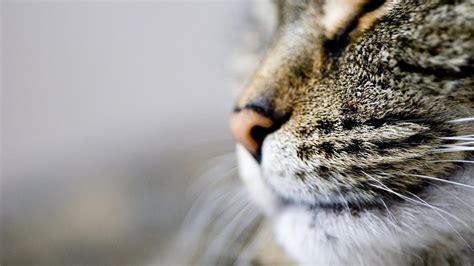 His whiskers and eyebrows grew back within a few months. Do Cat Whiskers Grow Back? - Purrfect Love