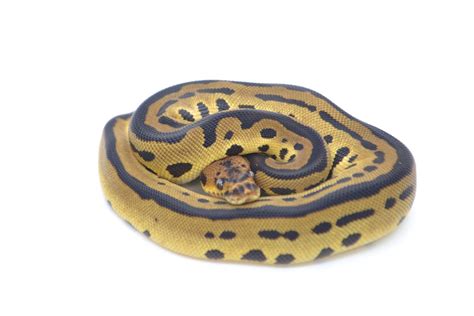 Clown Leopard Het Pied Ball Python By Epicmorph Morphmarket