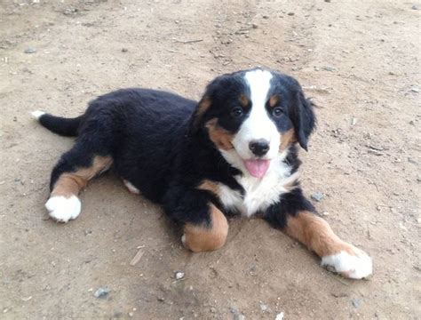 Proponiamo una splendida cucciolata nata e svezzata in casa i cuccioli hanno compiuto i 90 giorni e sono non hai trovato il tuo annuncio per spitz? cuccioli di razza - Cuccioli Cani