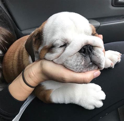 Byron The Bulldog Says Happy Monday 😴🐾 Cute Bulldog Puppies Cute