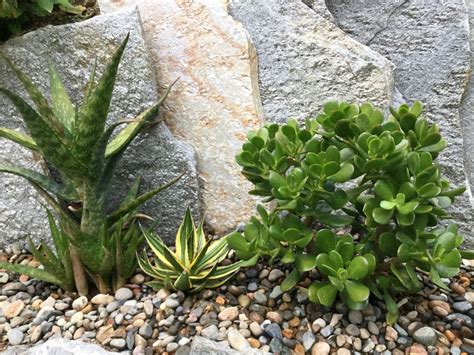 The cactus and succulent society of america (cssa) was founded in 1929, in pasadena, california and has grown to encompass over 80 affiliated clubs and thousands of members worldwide. Succulent Garden, Bay Area - Cactus Jungle