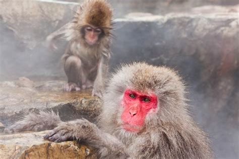 Monkeys Go Bananas For A Hot Bath As Adults And Babies Soak In Hot