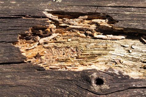 Rotten Wood Stock Photos Pictures And Royalty Free Images Istock