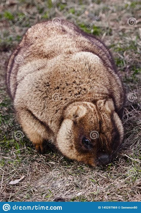 Cute Fat Animal Close Up Fat Fat Woodchuck With Beautiful
