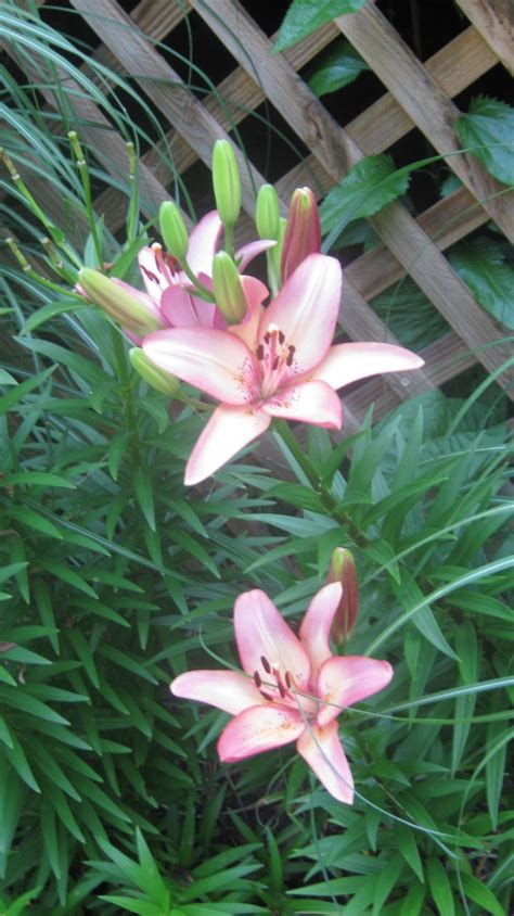 pink asiatic lilies asiatic lilies country gardening plants