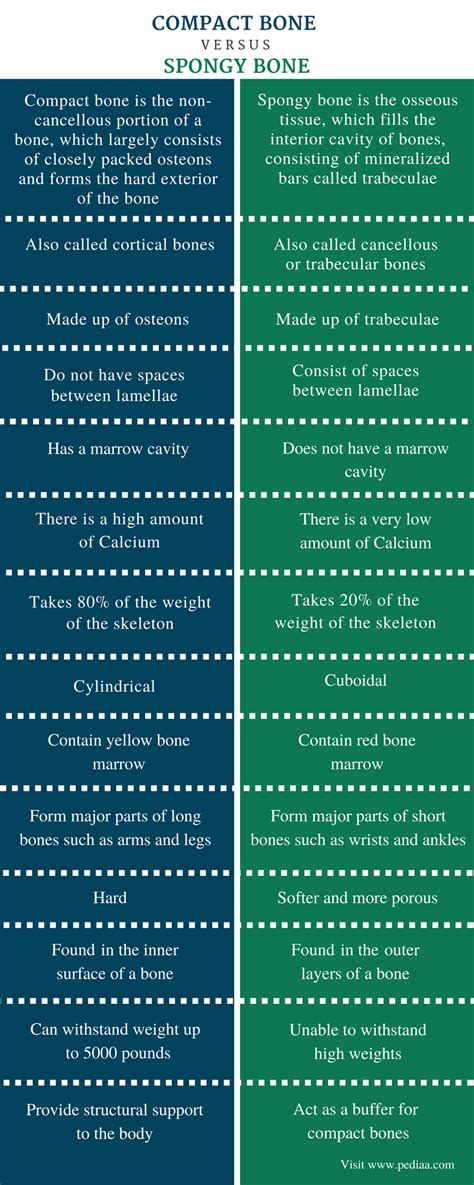 Difference Between Compact And Spongy Bone Definition