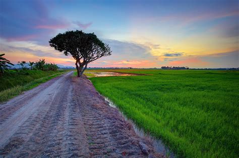 2560x1600 Tree Field Grass Sky Wallpaper Coolwallpapersme