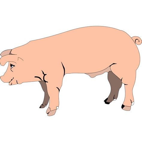 Pig Standing Svg Clip Arts Download Download Clip Art Png Icon Arts