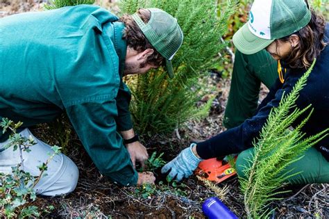 Estos Innovadores Emprendimientos Combaten La Deforestación Aconcagualat