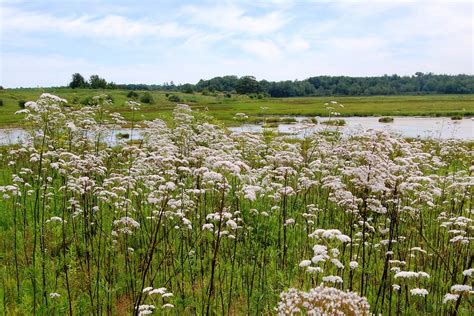 With minor and rare side effects, it can really trump prescription sleep aids when it comes to its overall effect on your health. How To Use Valerian Root For Opiate Withdrawal - Opiate ...