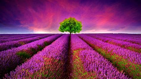 Pictures Fields Flower Lavender Trees 2560x1440