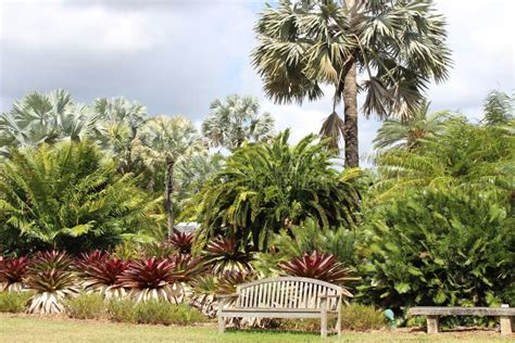 Lush Green Tropical Trees And Colorful Plants In The Park With Benches