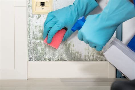 The Best Mold Remover Options Of 2024 Top Picks By Bob Vila