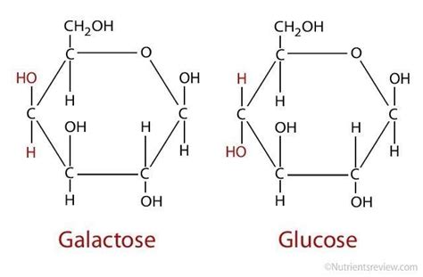 What Do Glucose And Galactose Make Diabetestalknet
