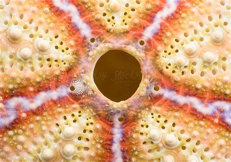 Sea Urchin Shell Closeup By Stocksy Contributor Mark Windom Stocksy