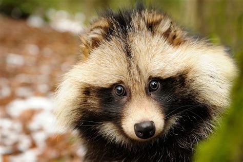 What The Heck Is A Tanuki 8 Things You Didnt Know About Raccoon Dogs