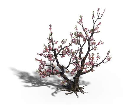 Peach Tree Blossoms 3d Model 3ds Max Files Free Download Cadnav