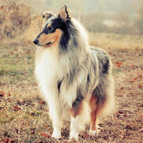 What Kind Of Dog Is Lassie Pictures Cost Temperament Pet Spruce