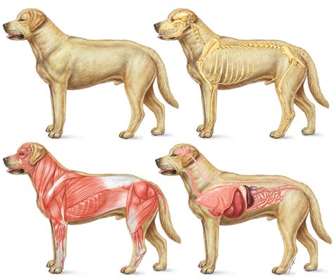 Dog Neck Anatomy